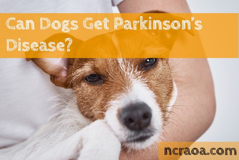 Can Dogs Get Parkinsons Disease?