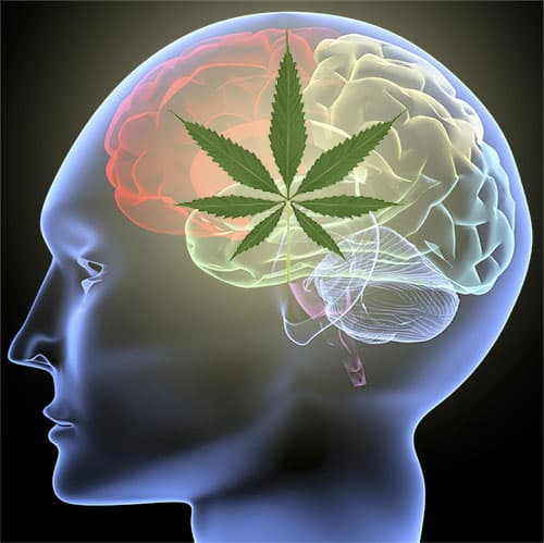 Cannabis for Parkinsons