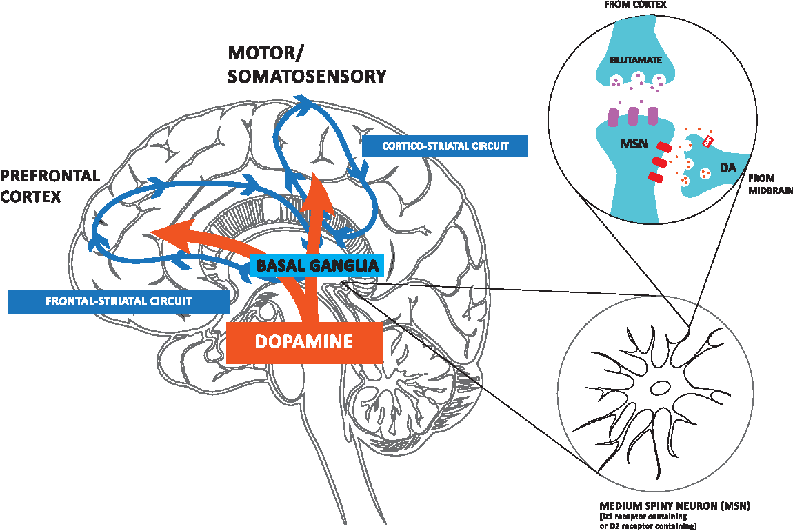 Figure 1 from The Effects of Exercise on Dopamine Neurotransmission in ...
