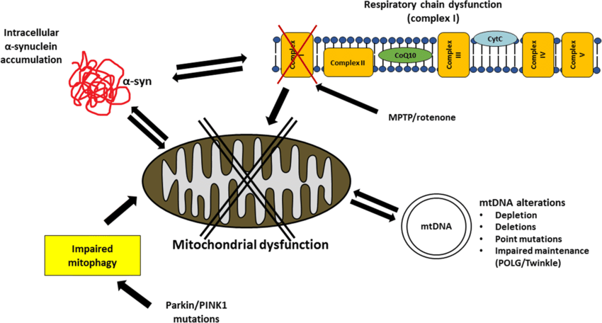 Mitochondrial dysfunction in Parkinsons disease. The ...