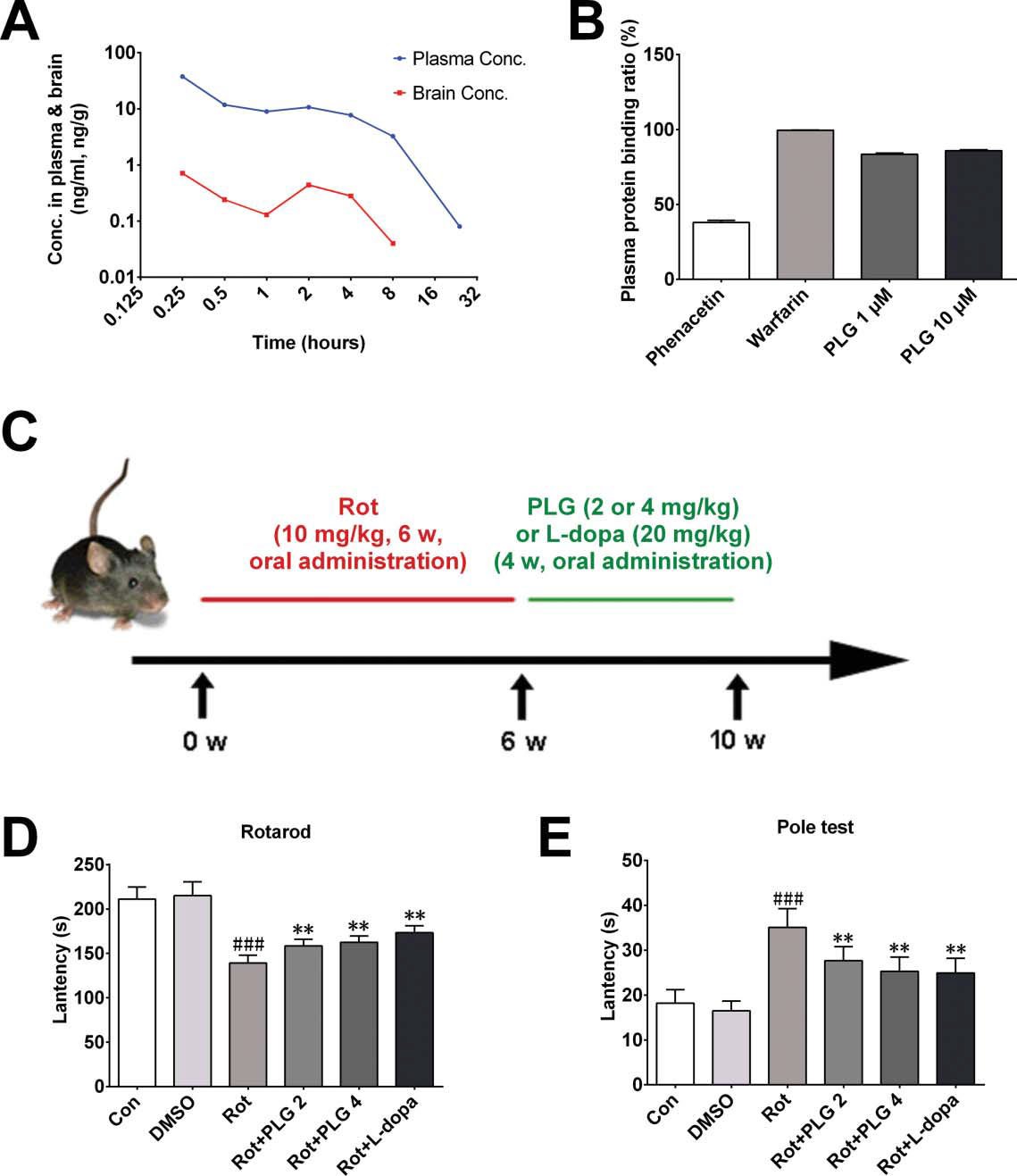 PLG restores the balance of autophagy and apoptosis by increasing BCL2 ...