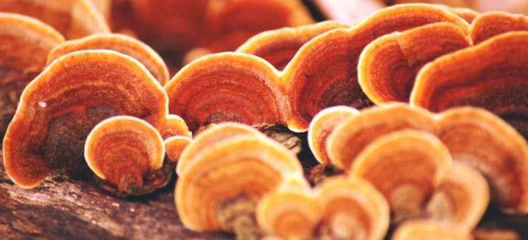 Reishi Mushroom: Fight Disease, Boost Immunity &  Improve ...