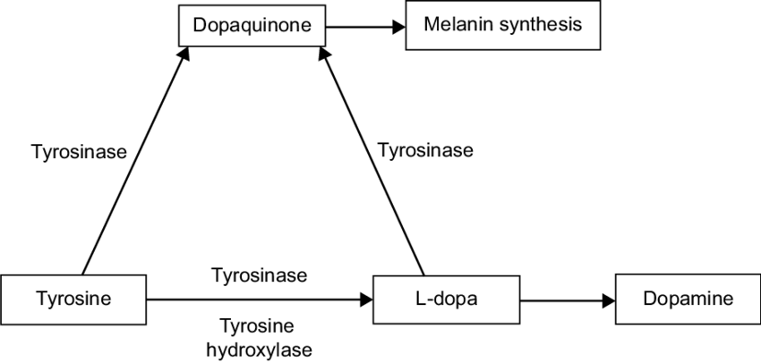 Tyrosinase enzyme metabolism of tyrosine and L